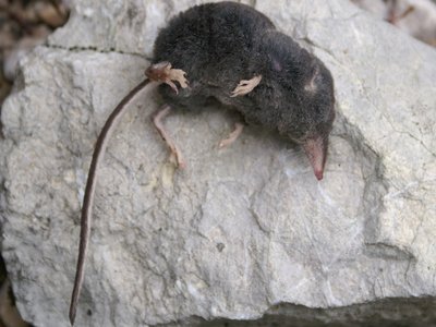 Alpine Shrew