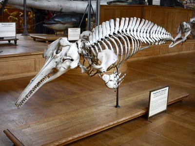 Amazon River Dolphin