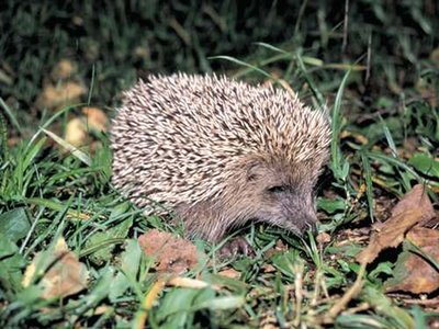 Amur Hedgehog