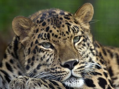 Amur Leopard