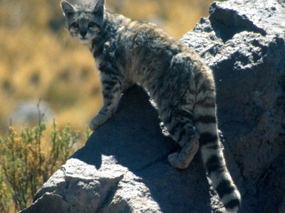 Andean Cat