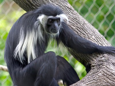 Angolan Colobus