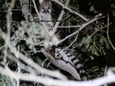 Angolan Genet