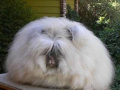 Angora Rabbit