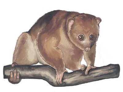 Angwantibo
