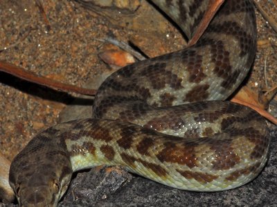 Antaresia