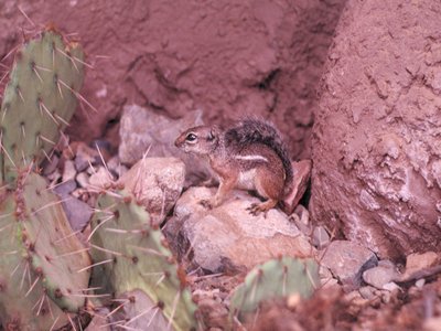 Antelope Ground Squirrel