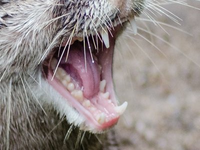 Aonyx Otter