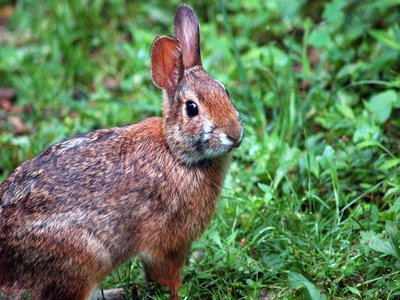 Appalachian Cottontail