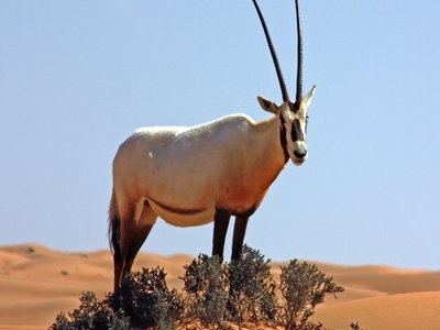 Arabian Oryx