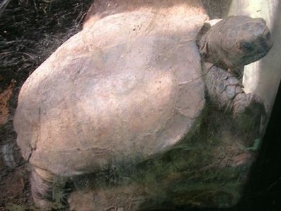 Arakan Forest Turtle