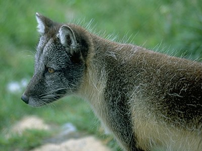 Arctic Fox