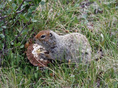 Arctic Ground Squirrel