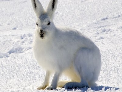 Arctic Hare
