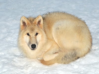Arctic Wolf