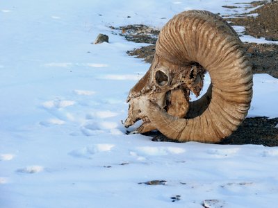 Argali