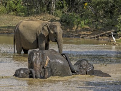 Asian Elephant