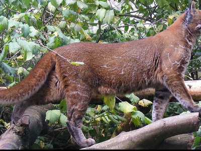 Asian Golden Cat