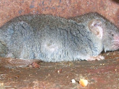 Asian House Shrew