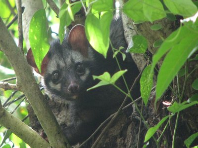 Asian Palm Civet