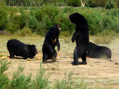 Asiatic Black Bear