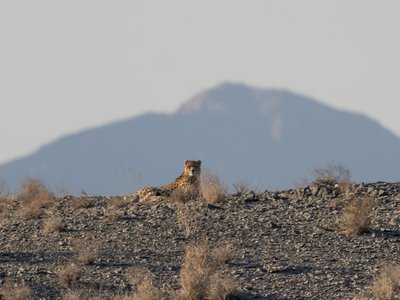 Asiatic Cheetah