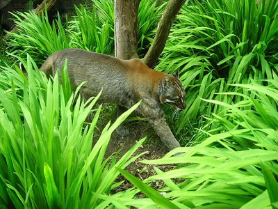 Asiatic Golden Cat