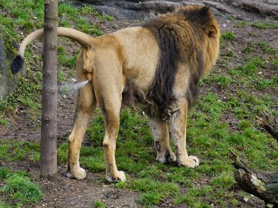 Asiatic Lion