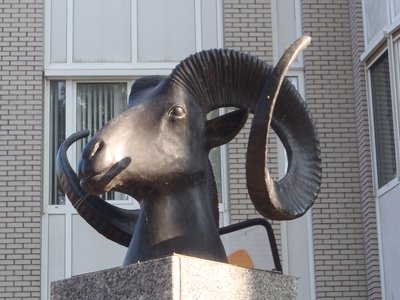 Asiatic Mouflon