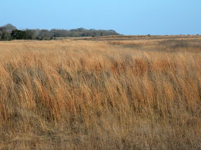 Attwaters Prairie Chicken