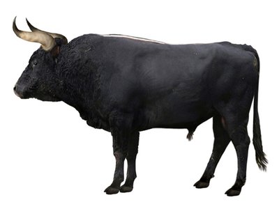 Aurochs