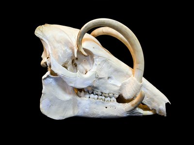 Babirusa