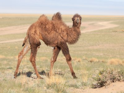 Bactrian Camel