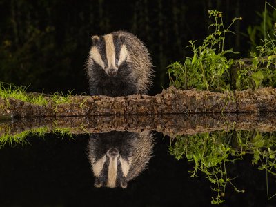 Badger