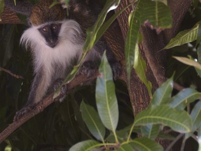 Bale Mountains Vervet