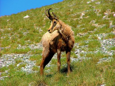 Balkan Chamois