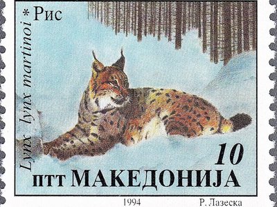 Balkan Lynx