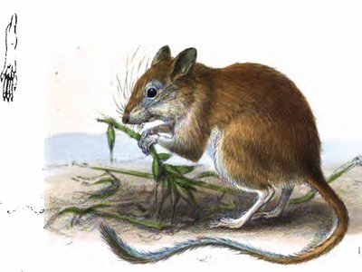 Baluchistan Gerbil