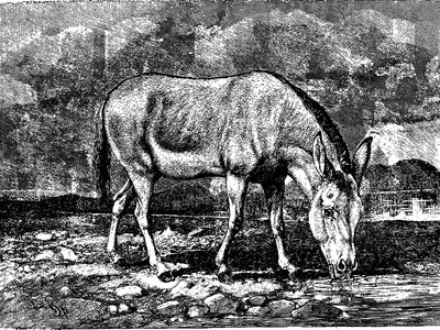 Baluchistan Wild Ass