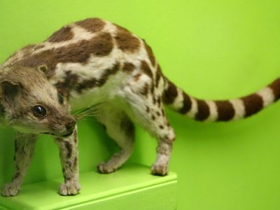 Banded Linsang