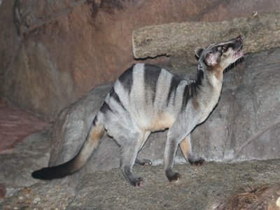 Banded Palm Civet
