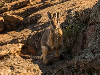 Banded Rock Wallaby