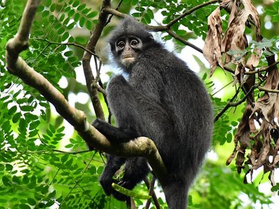 Banded Surili