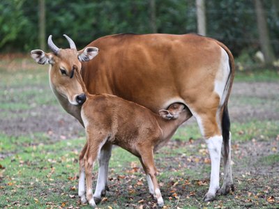 Banteng