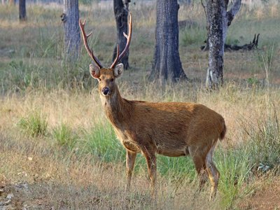 Barasingha