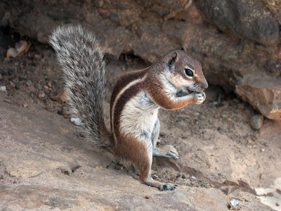 Barbary Ground Squirrel