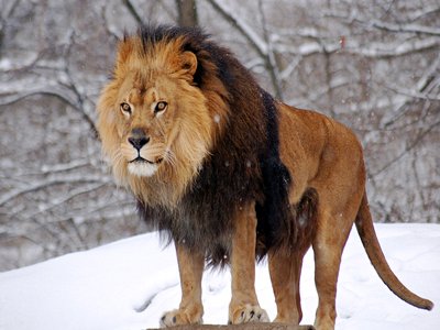 Barbary Lion