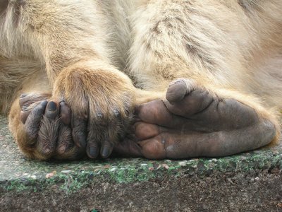 Barbary Macaque