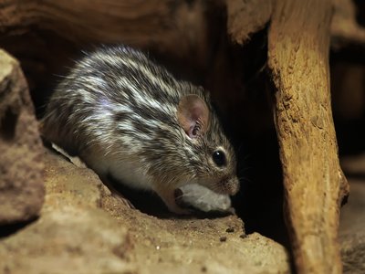 Barbary Mouse