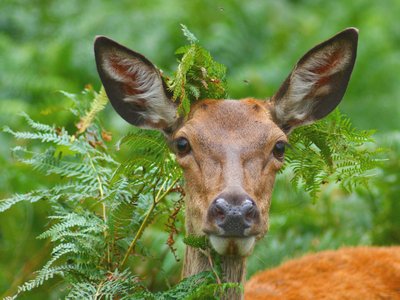 Barbary Red Deer